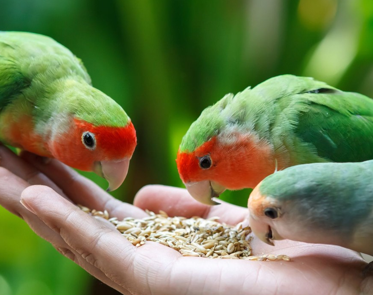 What Do Lovebirds Eat? Essential Diet Tips