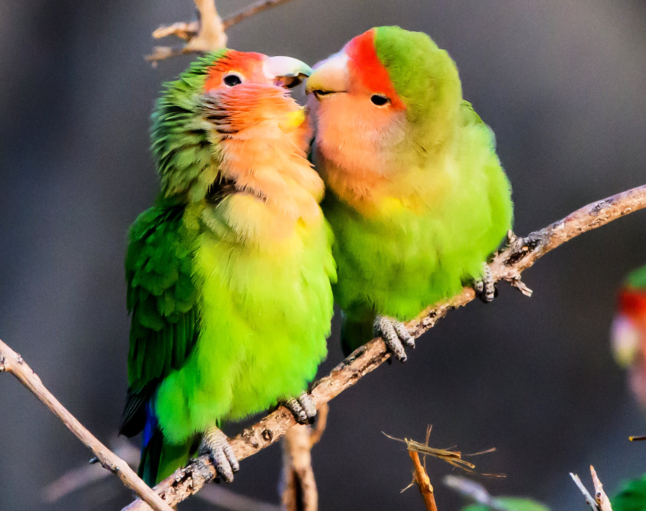 Can Lovebirds Be Kept with Other Birds ?