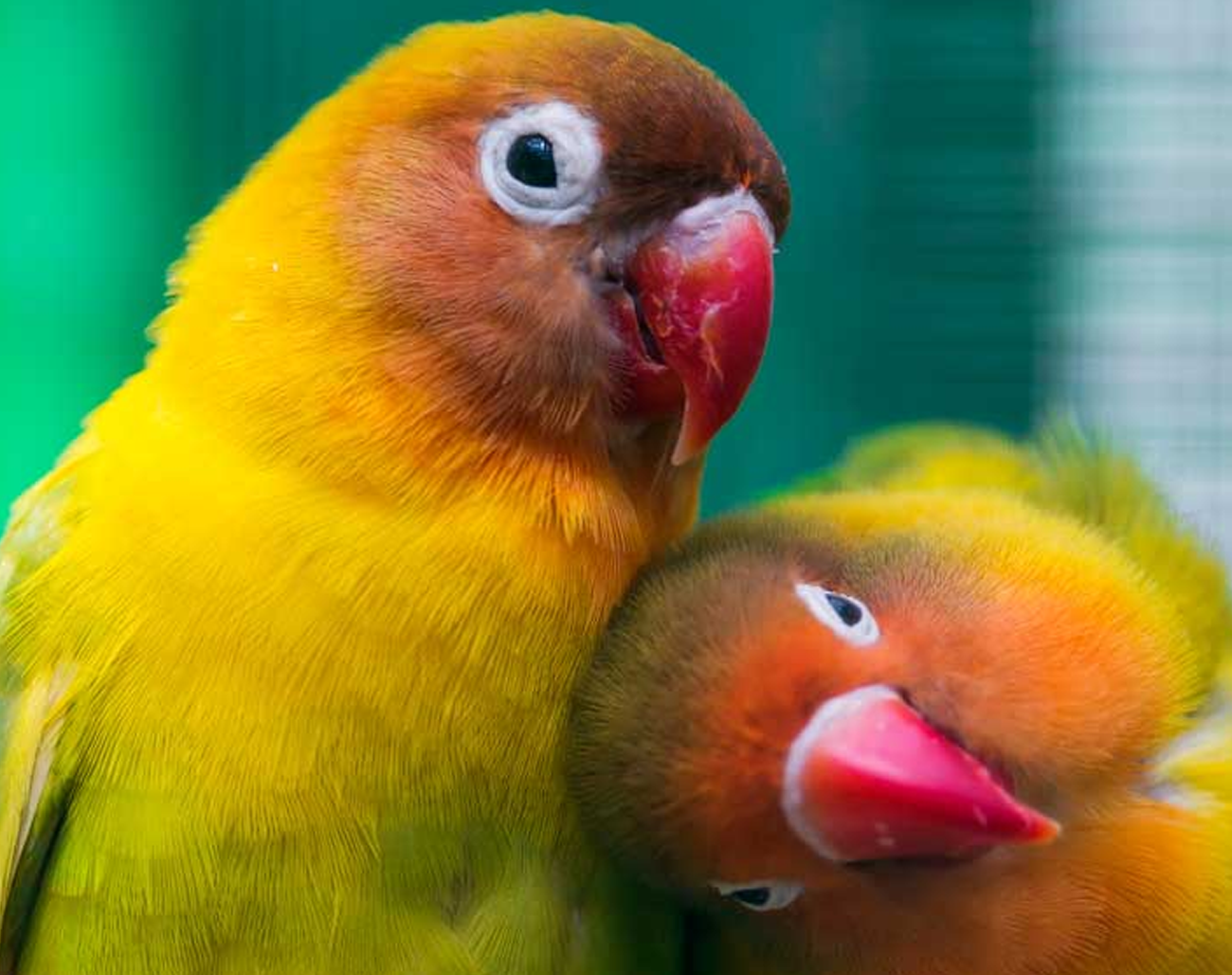 Discover the Fascinating Reason Why Lovebirds Are So Lovingly Named