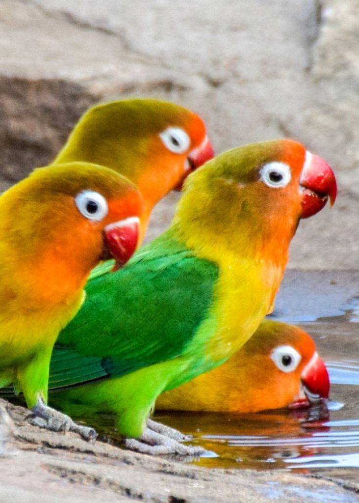 water-732x1024 What Do Lovebirds Eat? Essential Diet Tips