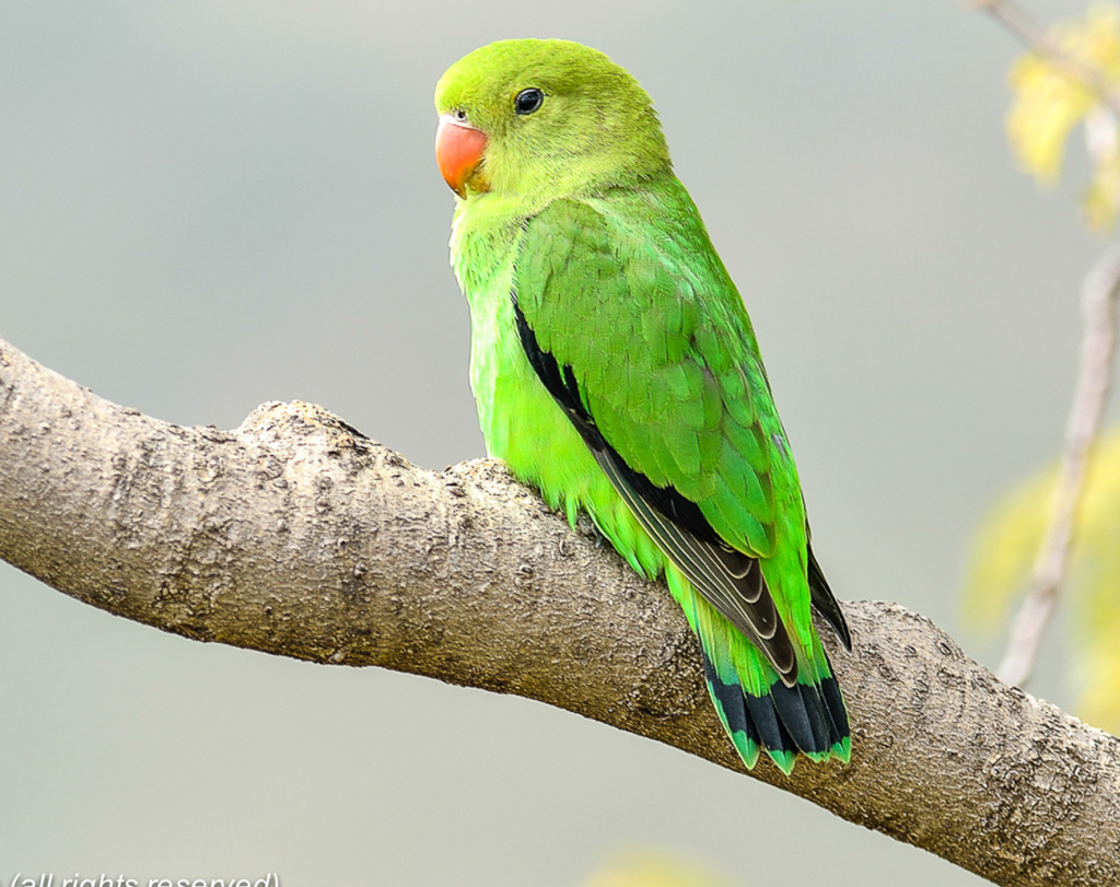 Black-Winged-Lovebird-Agapornis-taranta-1024x811 What Are the Different Types of Lovebirds ?