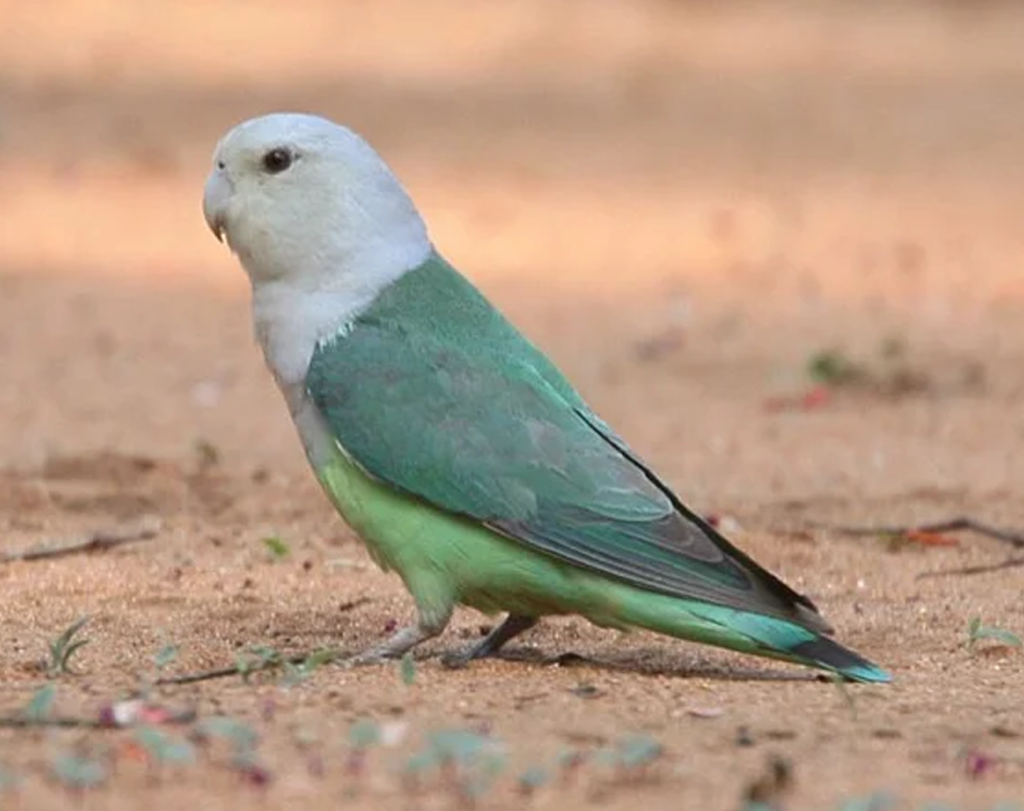 Madagascar-Lovebird-Agapornis-canus-1024x811 What Are the Different Types of Lovebirds ?