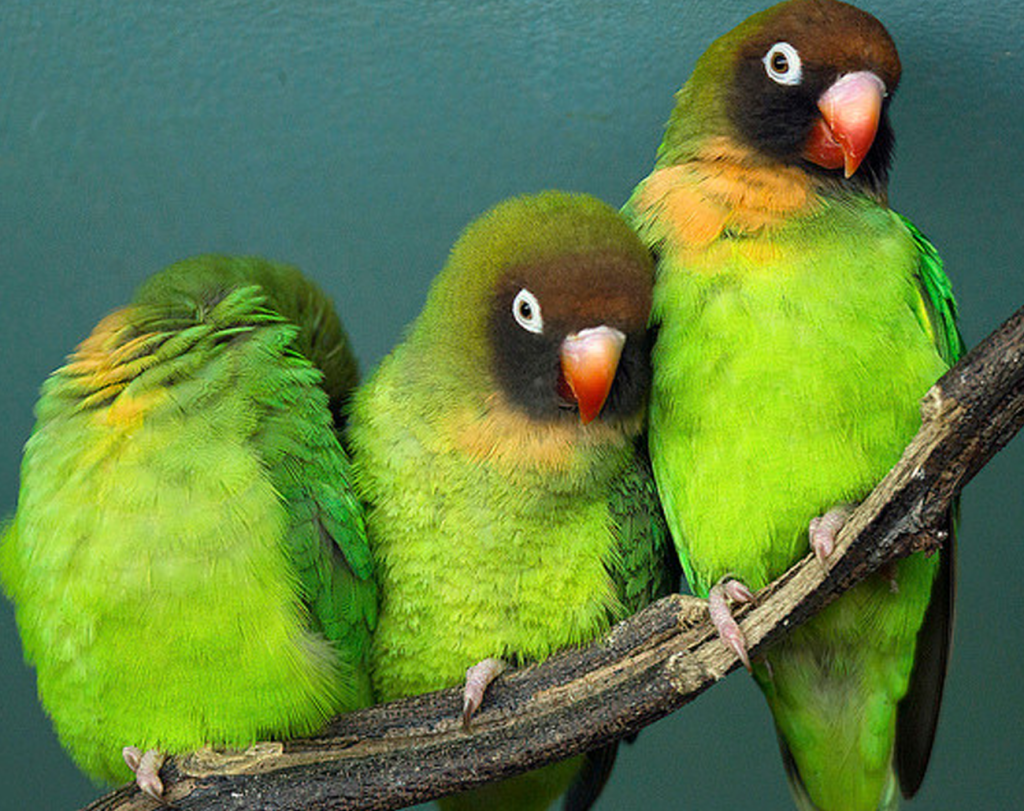 autre-typre-1024x811 What Are the Different Types of Lovebirds ?