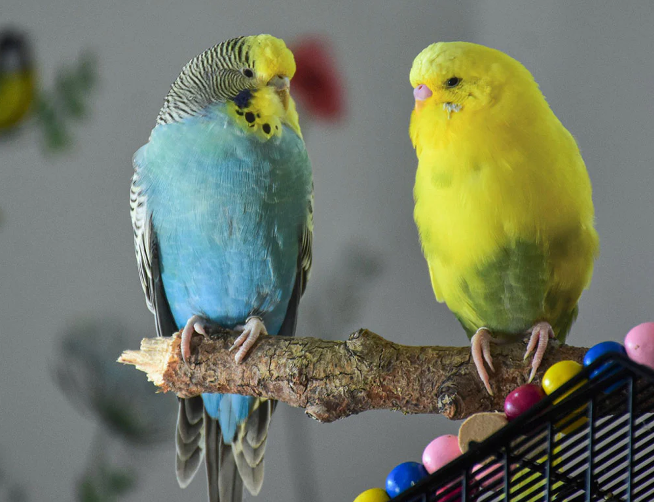 Unlock the Secret to Affordable Budgie Prices at Pets at Home