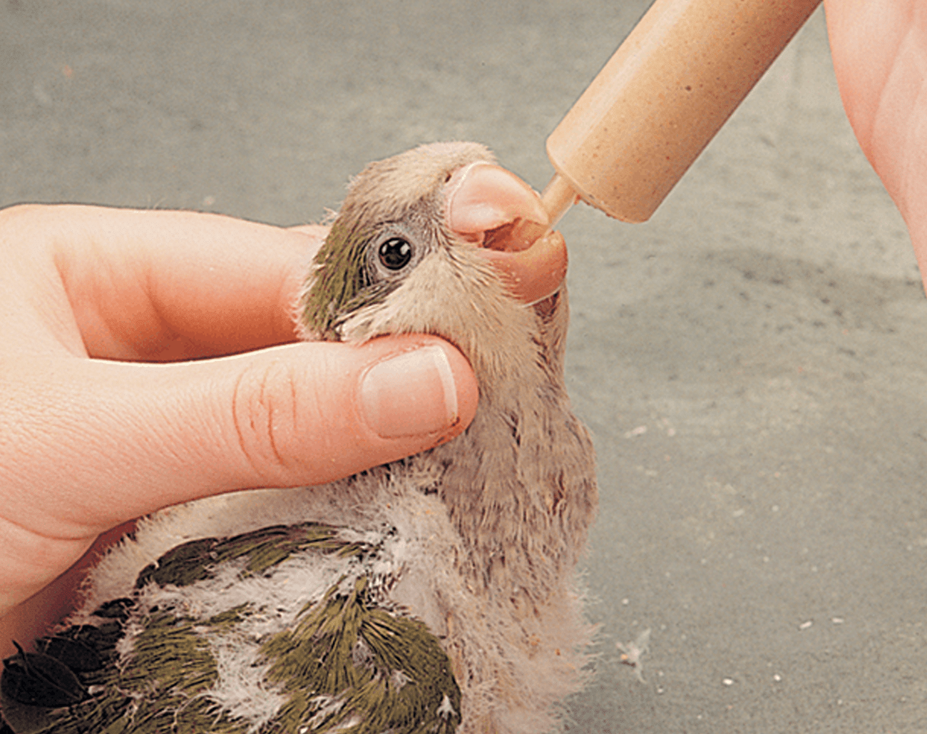 How Often Do Baby Birds Eat ? A Care Guide