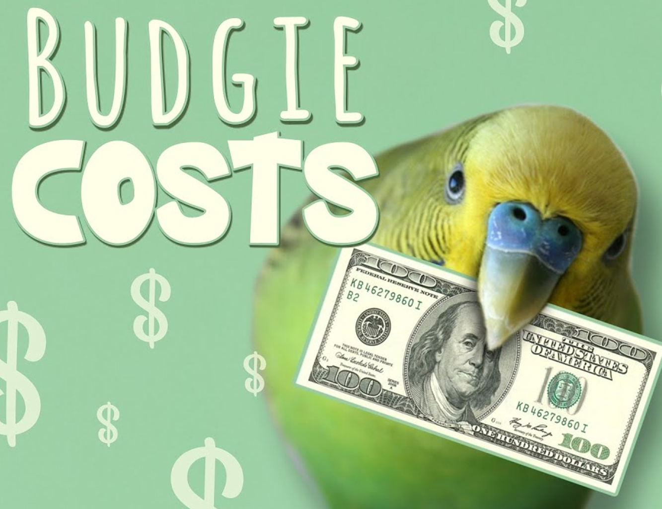 How Much Do Budgies Cost in the USA?