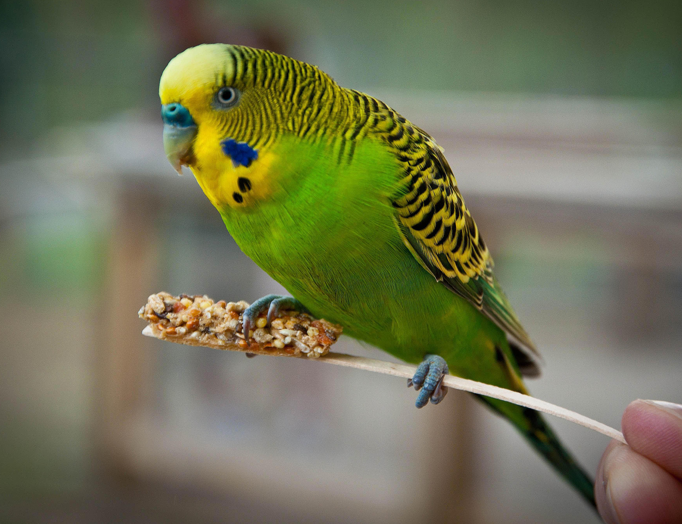 What is a Budgie? A Complete Guide to Understanding Budgerigars