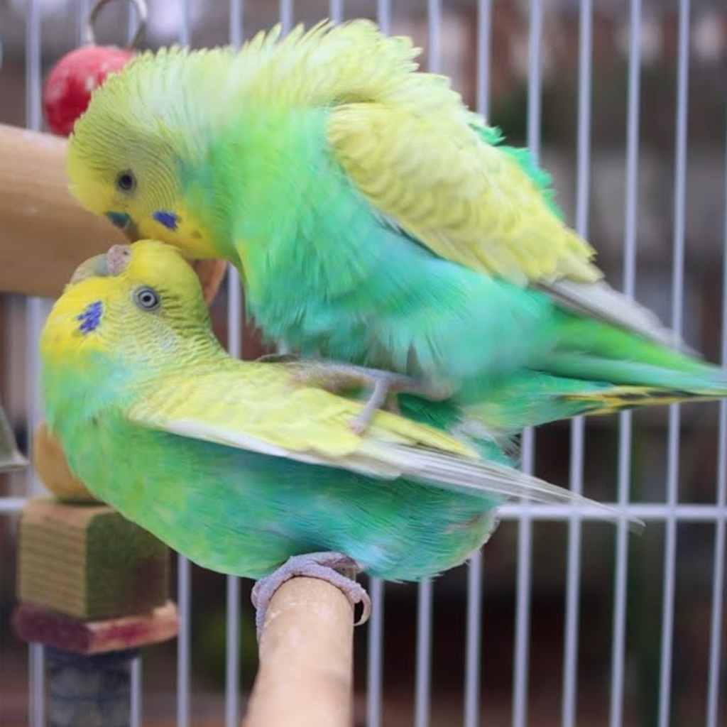 Understanding How Birds Mate: A Comprehensive Guide