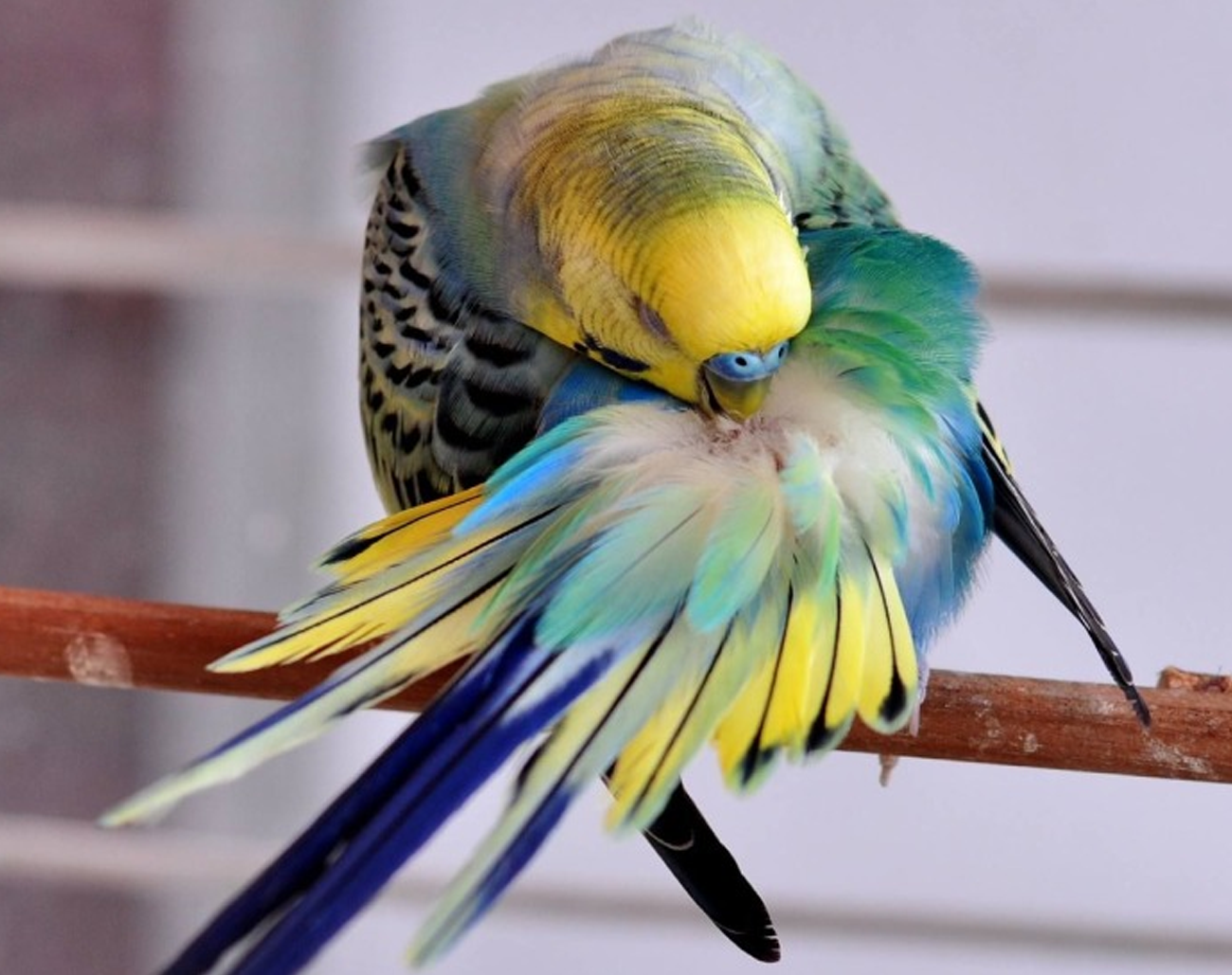 Budgie Bird Price: What to Expect and How to Budget