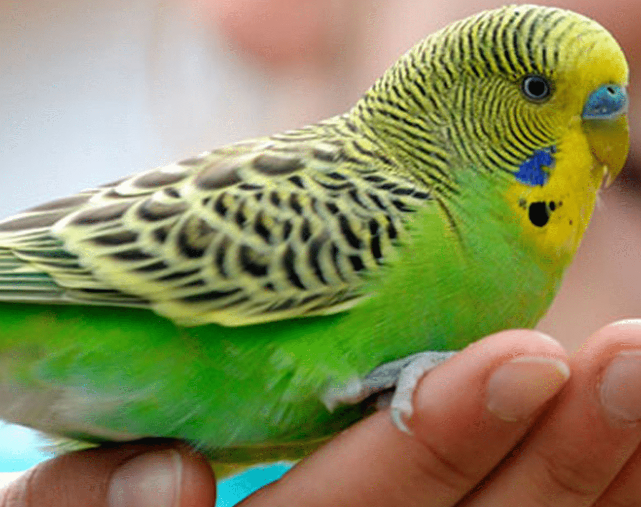 Essential Tips for New Bird Owners: A Beginner’s Guide