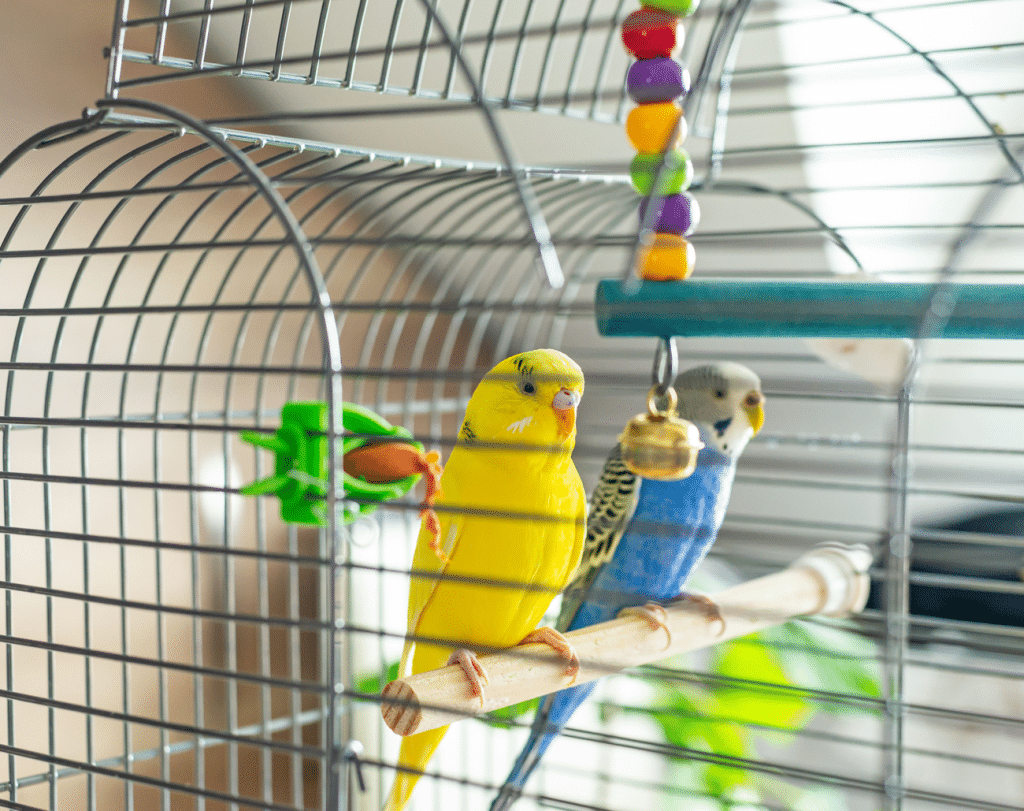 cage-1024x811 How to Create the Perfect Home for Your Pet Bird