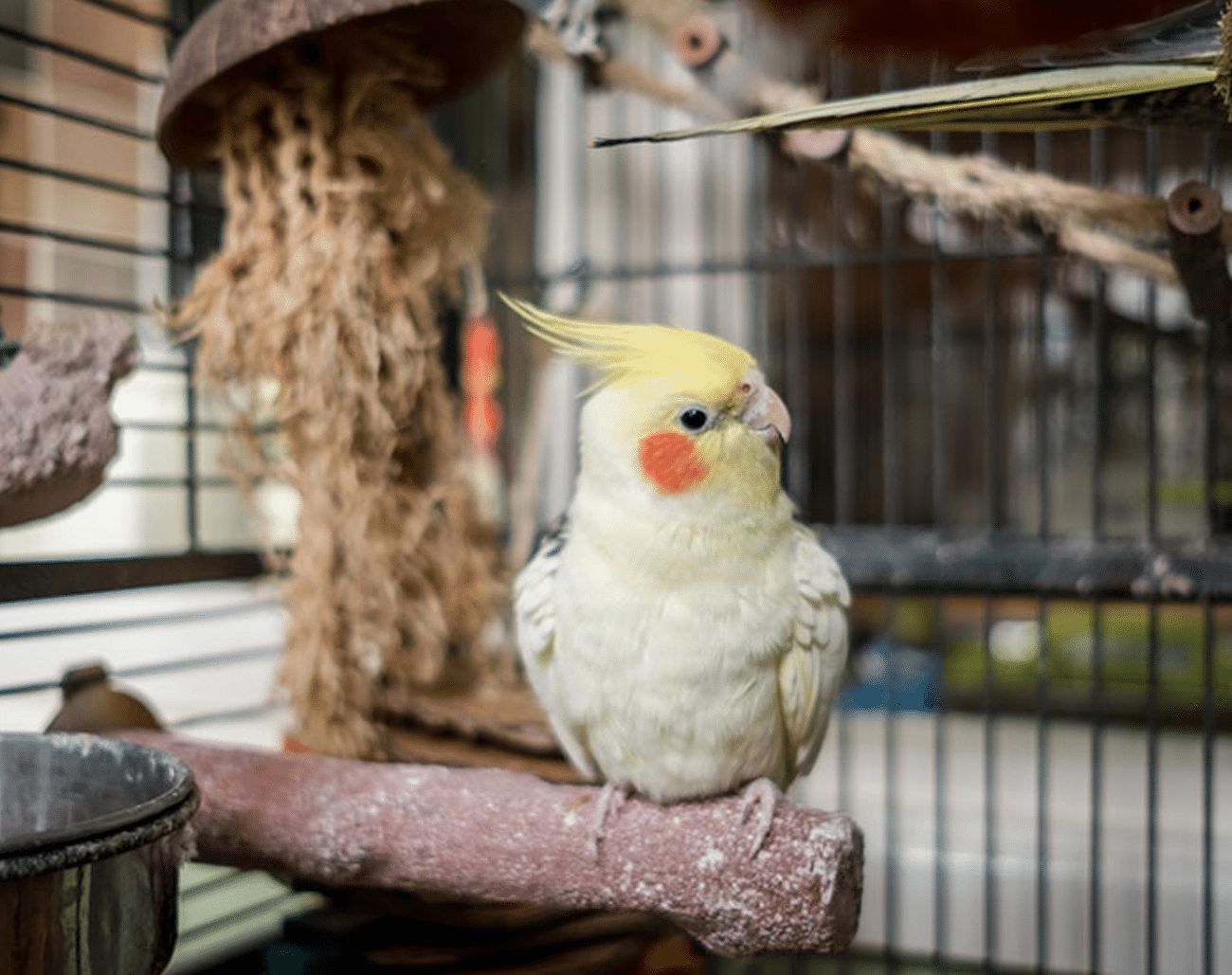 How to Create the Perfect Home for Your Pet Bird