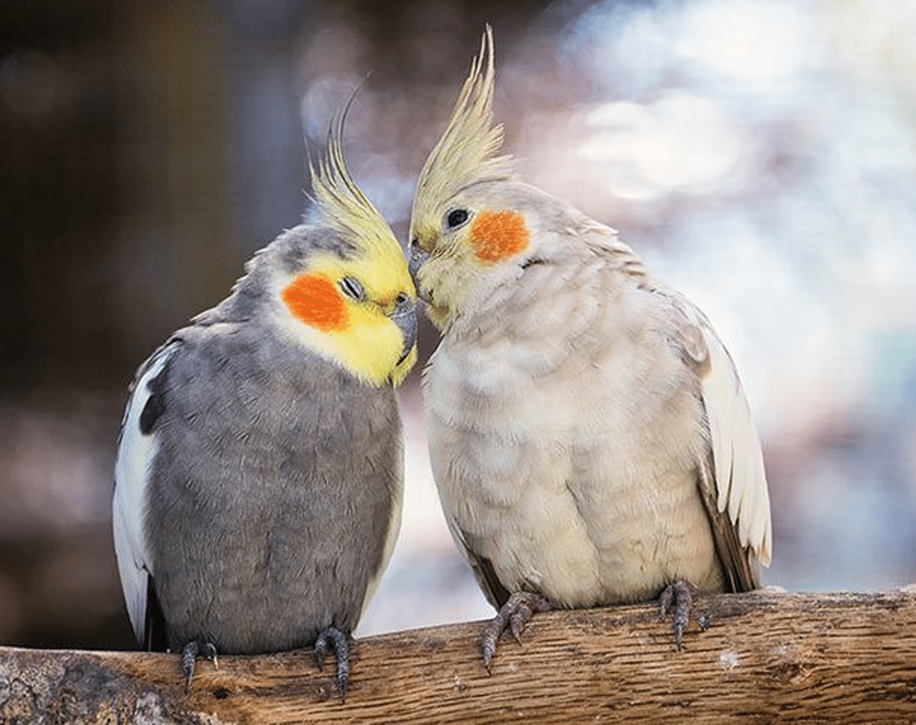 Why Are Cockatiels So Affectionate? Unveiling the Secrets Behind Their Name