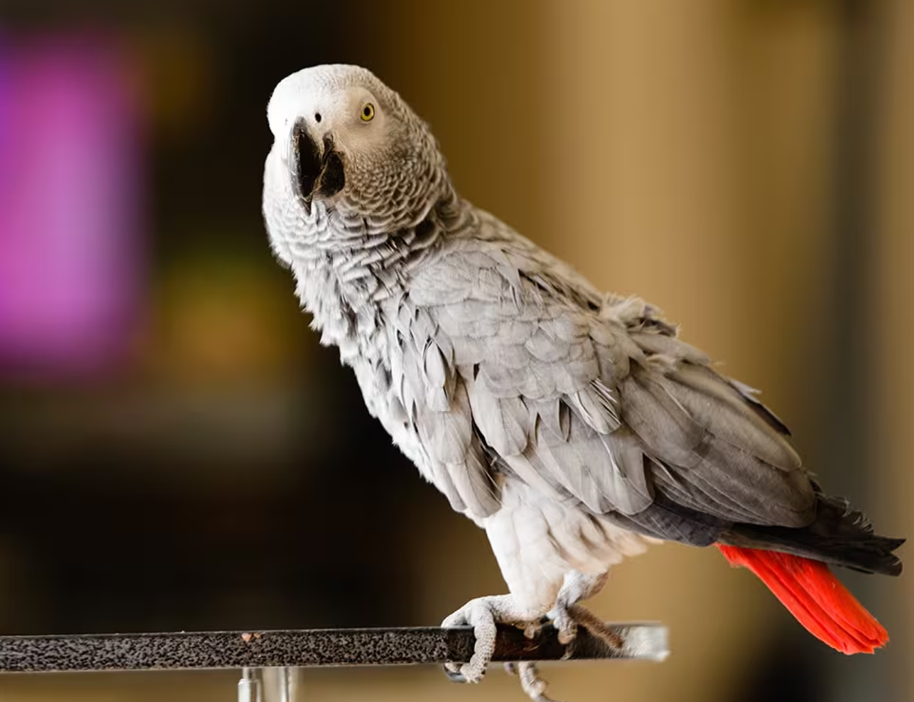 African Grey Parrot: Is It the Right Pet for You?