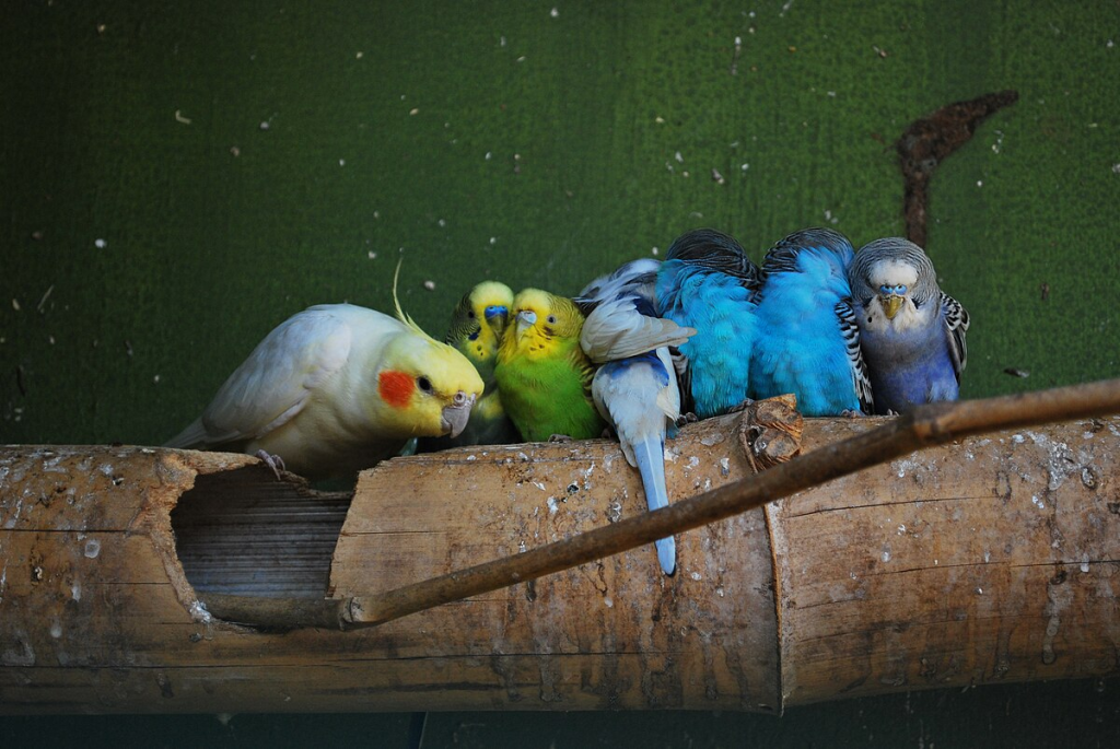 image-1-1024x685 Why Are Cockatiels So Affectionate? Unveiling the Secrets Behind Their Name