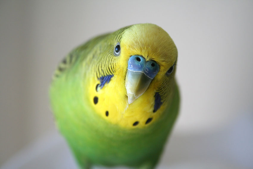 image-11 Unlock the Secret to Affordable Budgie Prices at Pets at Home