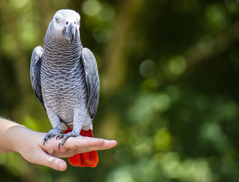 image-13 African Grey Parrot: Is It the Right Pet for You?