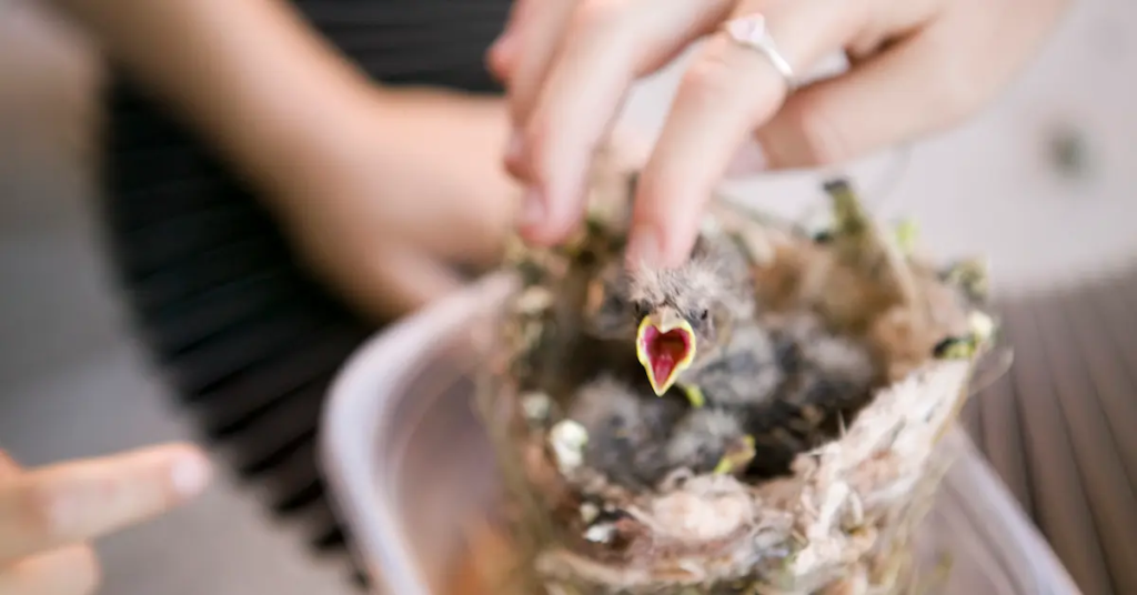 image-14-1024x536 What to Feed Baby Birds: Essential Nutrition Tips for Healthy Growth