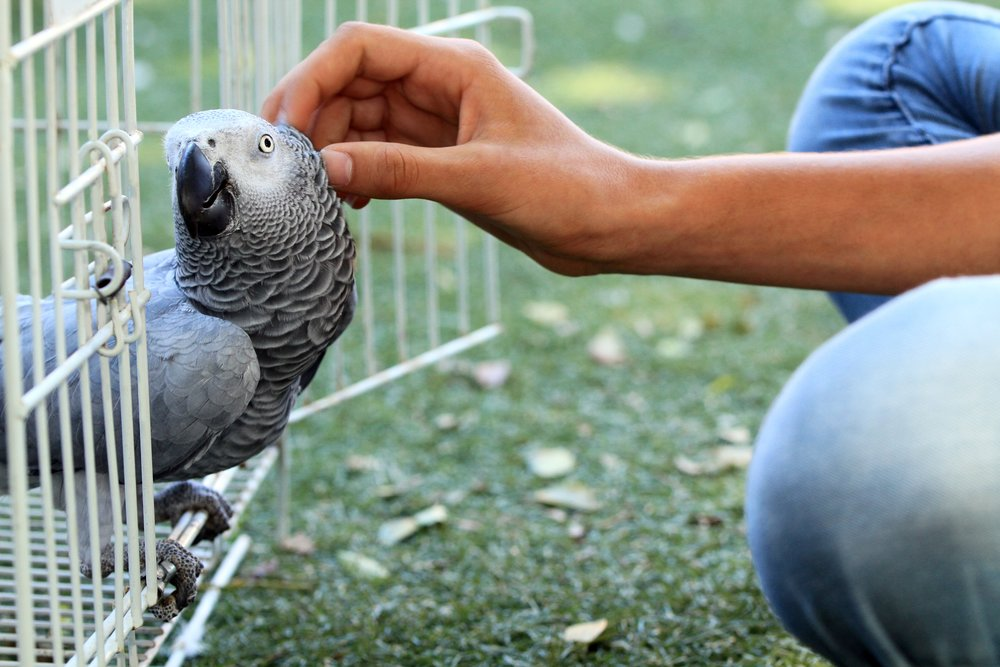 image-15 African Grey Parrot Adoption: A Complete Guide to Bringing Home Your New Feathered Friend