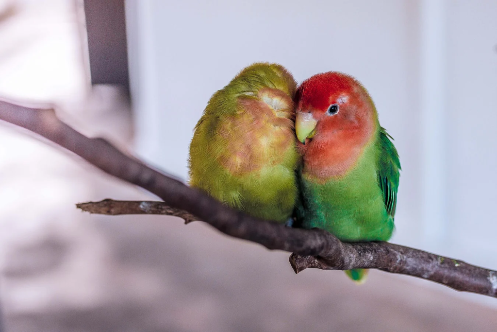 image-17-1024x683 Top 5 Signs Your Parrot Might Be Stressed and How to Help