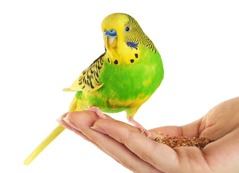 image-23 What is a Budgie? A Complete Guide to Understanding Budgerigars