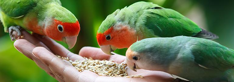 image-27 Top Lovebird Seed Choices for a Healthy Diet