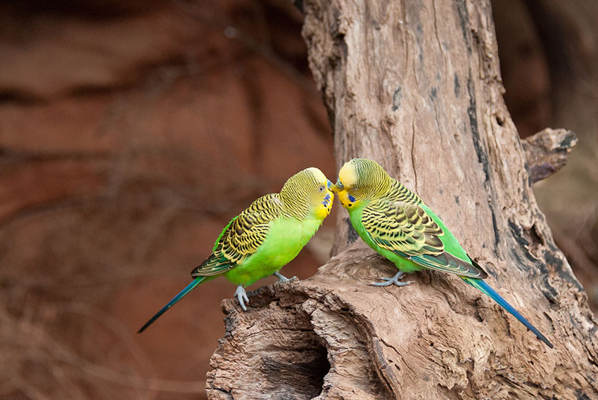 image-3 What is a Budgie Bird? A Complete Guide to Understanding Budgerigars