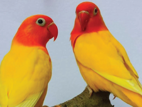 image-34 Fischer’s Lovebird Mutations: A Colorful Exploration with Picture Explanations