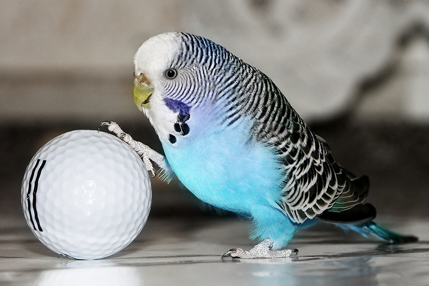 image-4 What is a Budgie Bird? A Complete Guide to Understanding Budgerigars