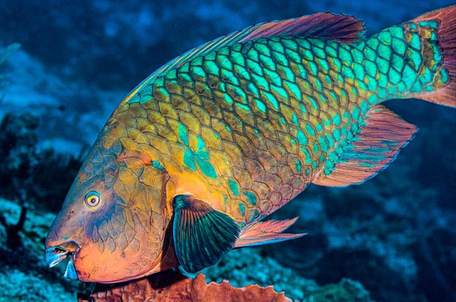 image-6 The Fascinating World of Parrot Fish: A Complete Guide