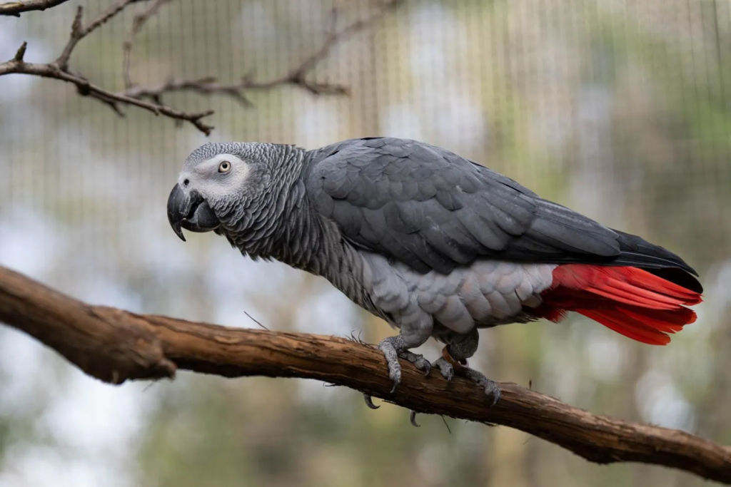 image-7-1024x683 The Amazing Gray Parrot: Intelligence, Behavior, and Care