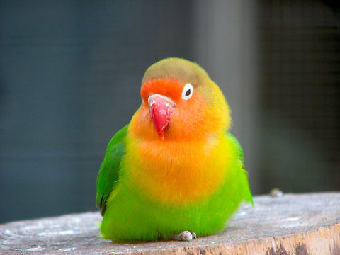 image-9 Fischer's Lovebird: A Complete Guide to Care, Behavior, and Habitat