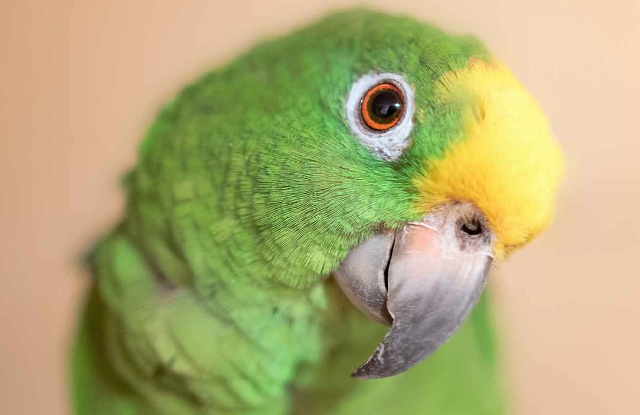 Parrot Lifespan Guide: How Long Do Parrots Live and Essential Care Tips