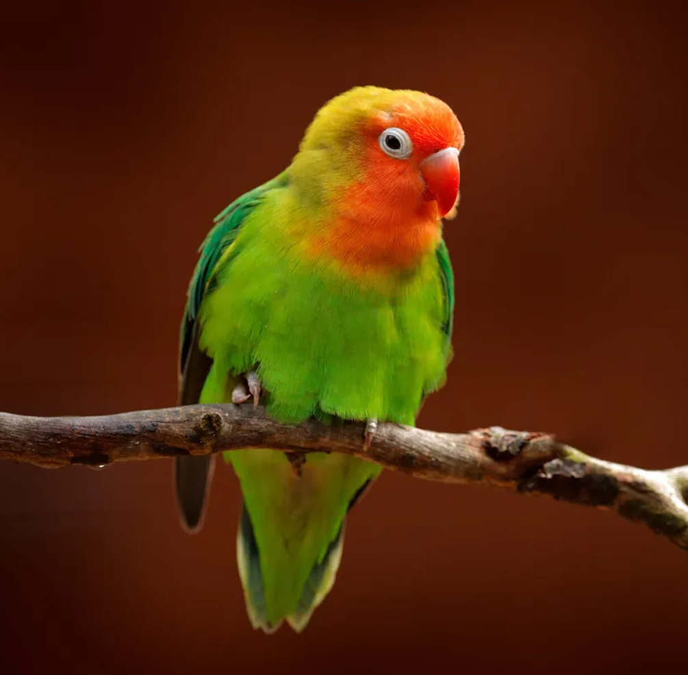 Lovebird Loneliness: How to Ensure Your Pet Thrives Solo