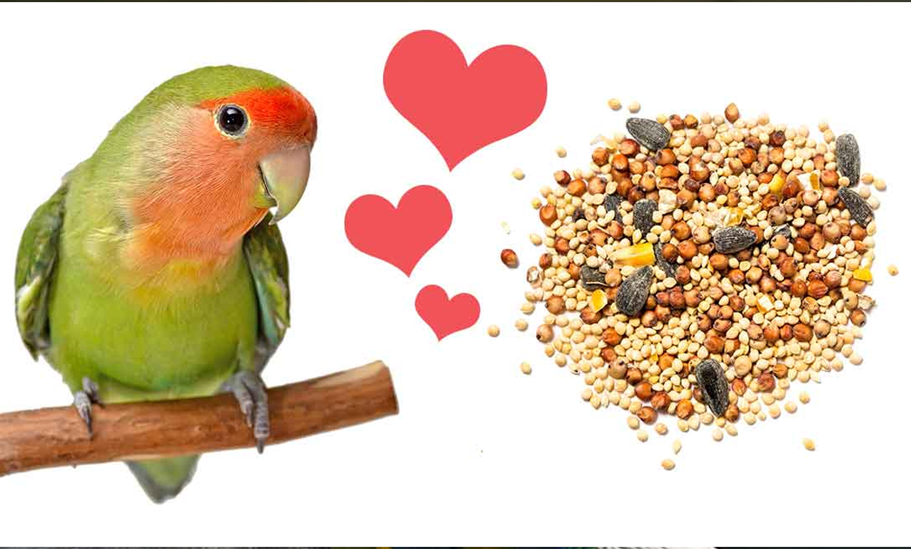 Top Lovebird Seed Choices for a Healthy Diet