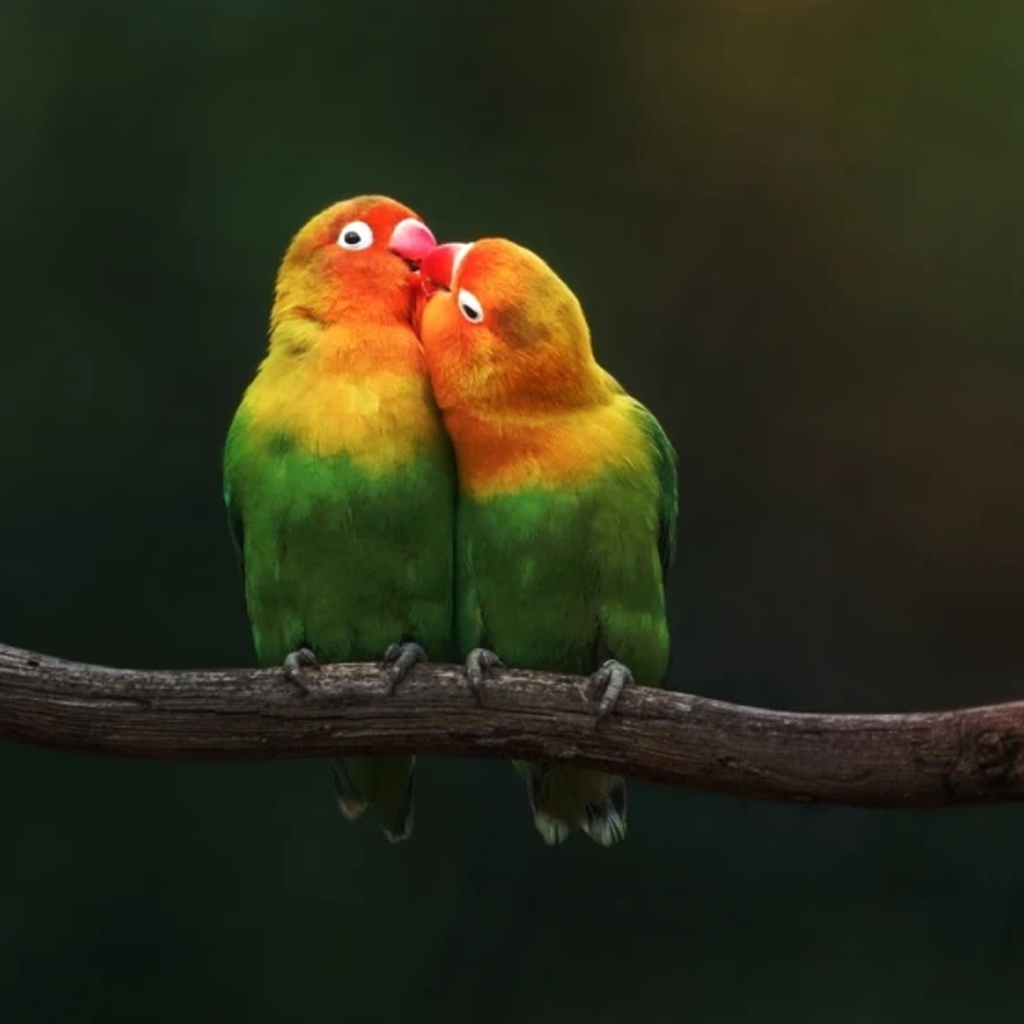 Fischer’s Lovebird: A Complete Guide to Care, Behavior, and Habitat