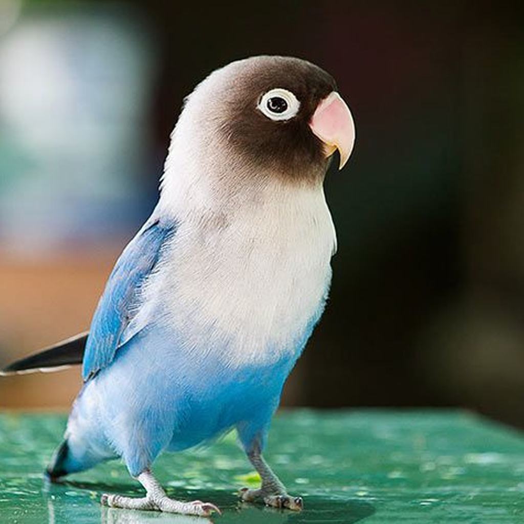 How Long Do Lovebirds Live? A Comprehensive Guide to Lovebird Lifespan