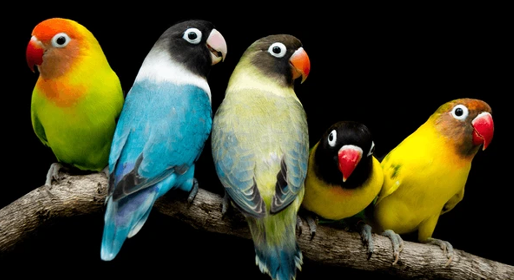 Fischer’s Lovebird Mutations: A Colorful Exploration with Picture Explanations