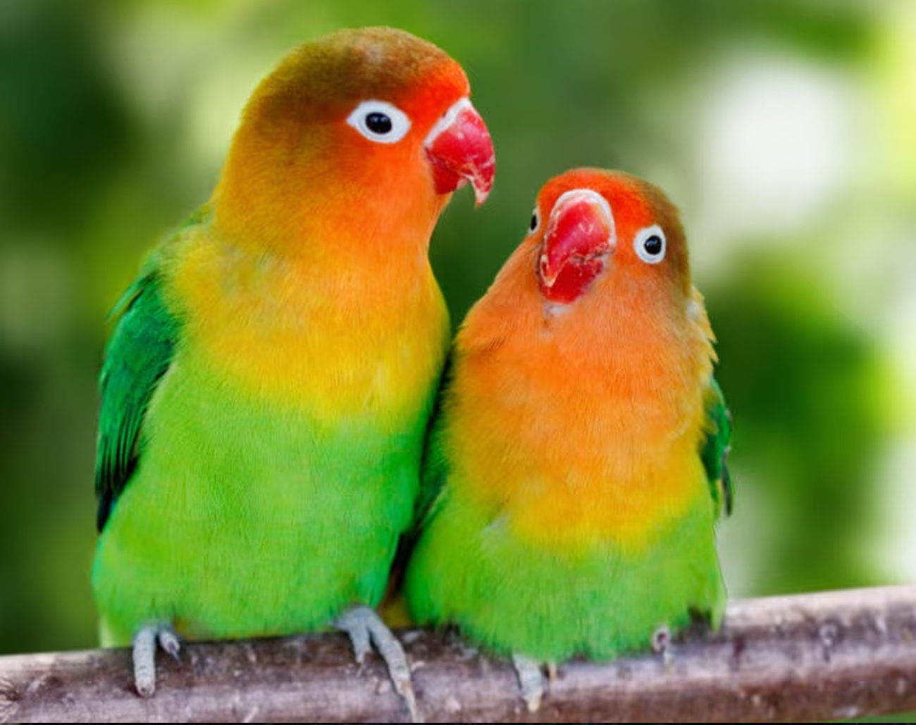 How to Train Your Parrot to Talk ?