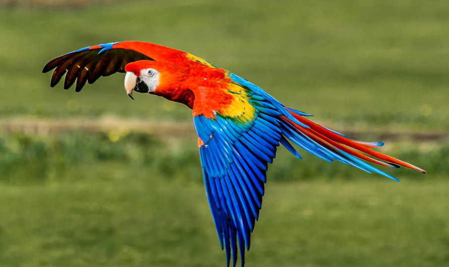 Macaw Parrots: Wild vs. Pet Life – Key Differences