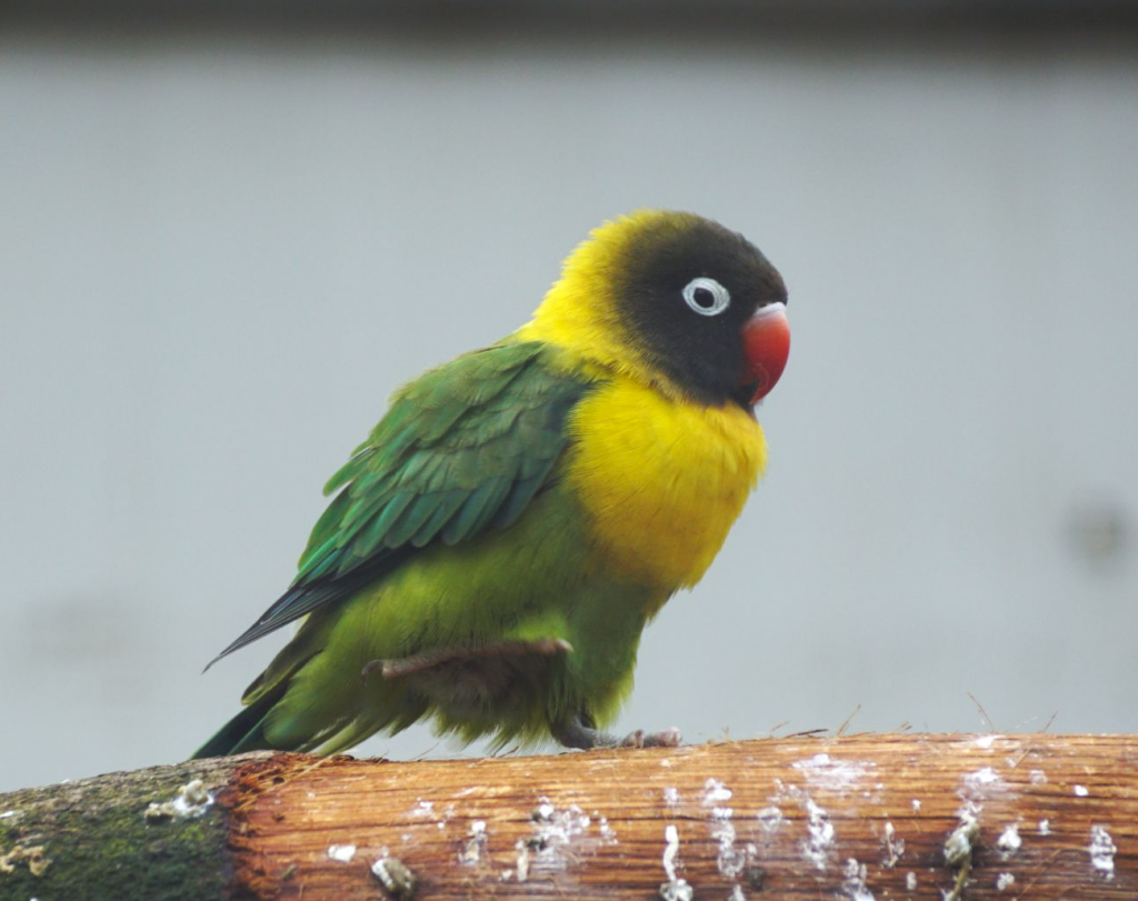 mask-1024x811 What Are the Different Types of Lovebirds ?