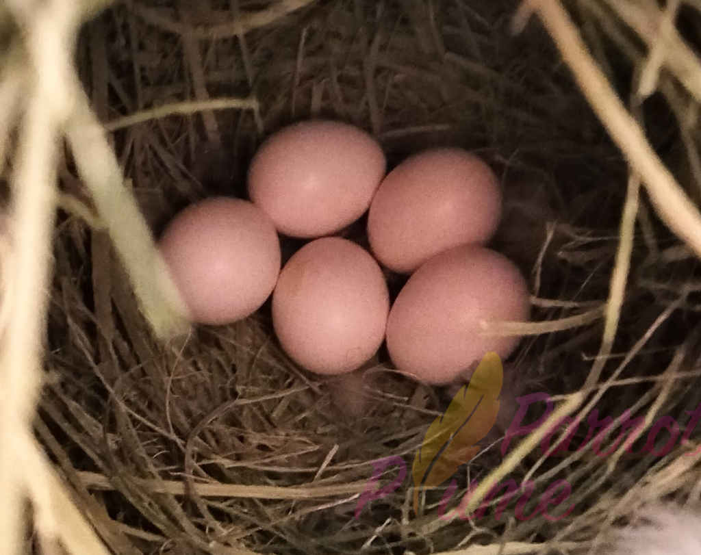 need-eggs-1024x811 How Long Does It Take for a Lovebird Egg to Hatch? Essential Timeline and Tips