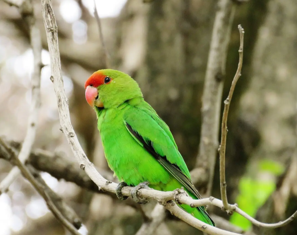 other-1024x811 What Are the Different Types of Lovebirds ?