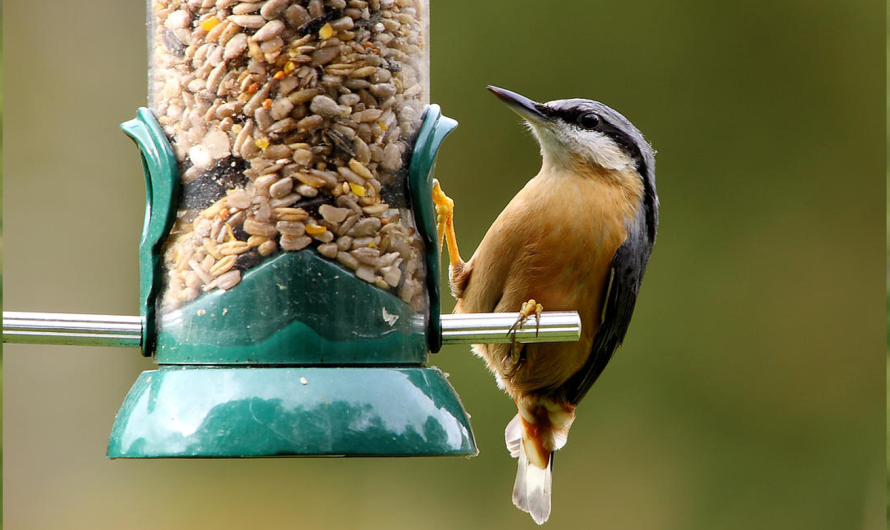 How to Create Bird-Friendly Habitats in Your Neighborhood