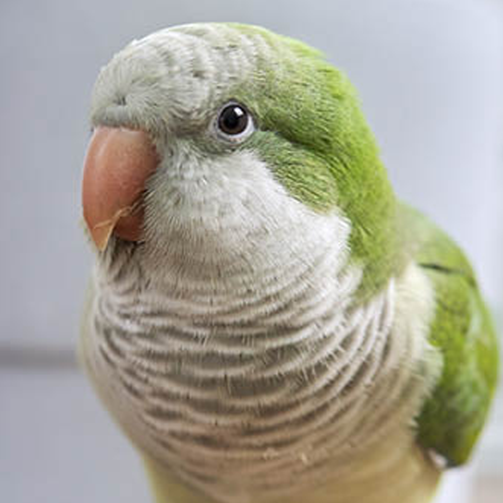 When Do Parrots Start Talking? Discover the Magic