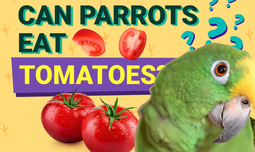 Can Parrots Eat Tomatoes? What You Need to Know