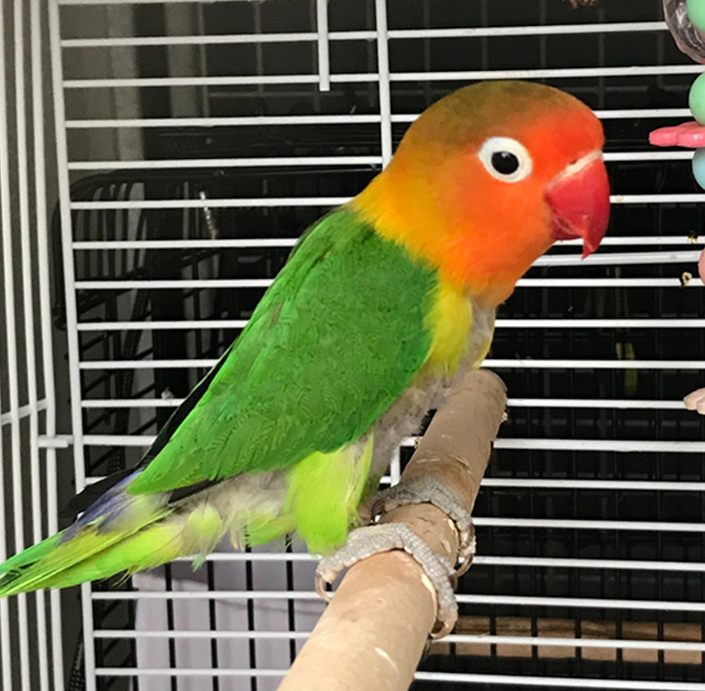 Top 10 Best Lovebird Cages of 2024: A Buyer’s Guide