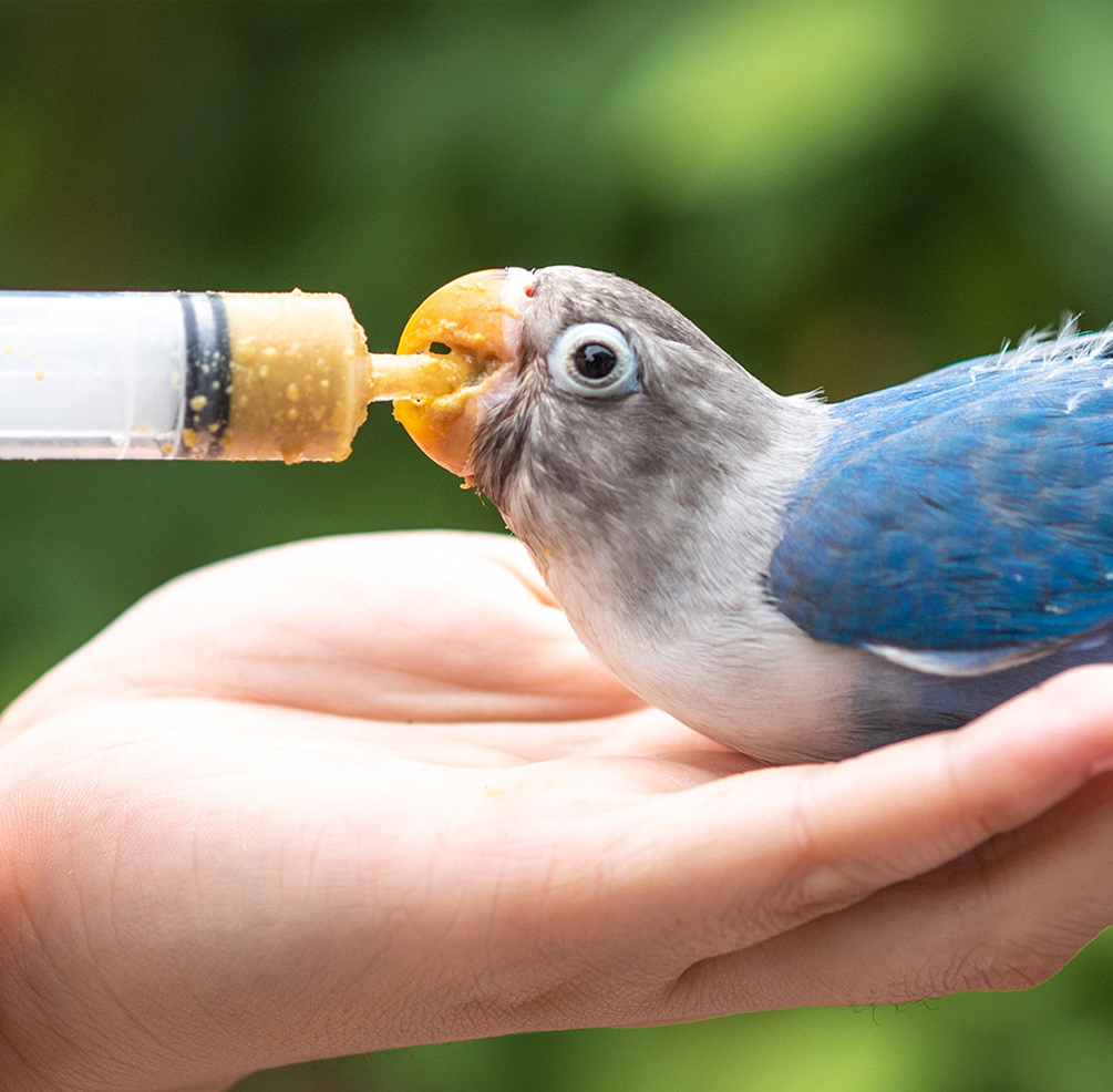 Top 10 Hand Feeding Techniques for Baby Birds