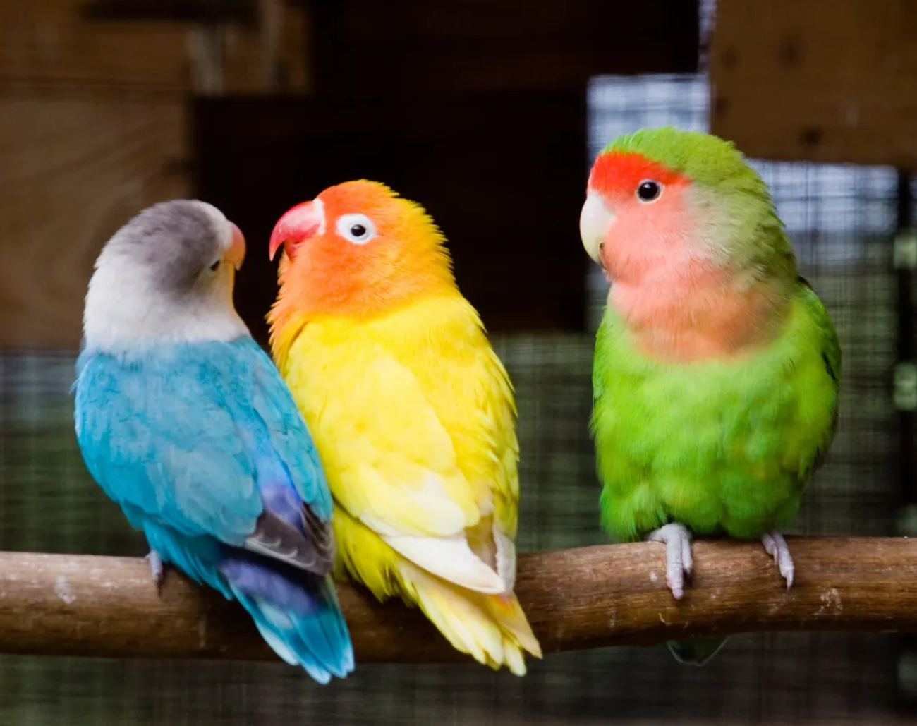 What Are the Different Types of Lovebirds ?