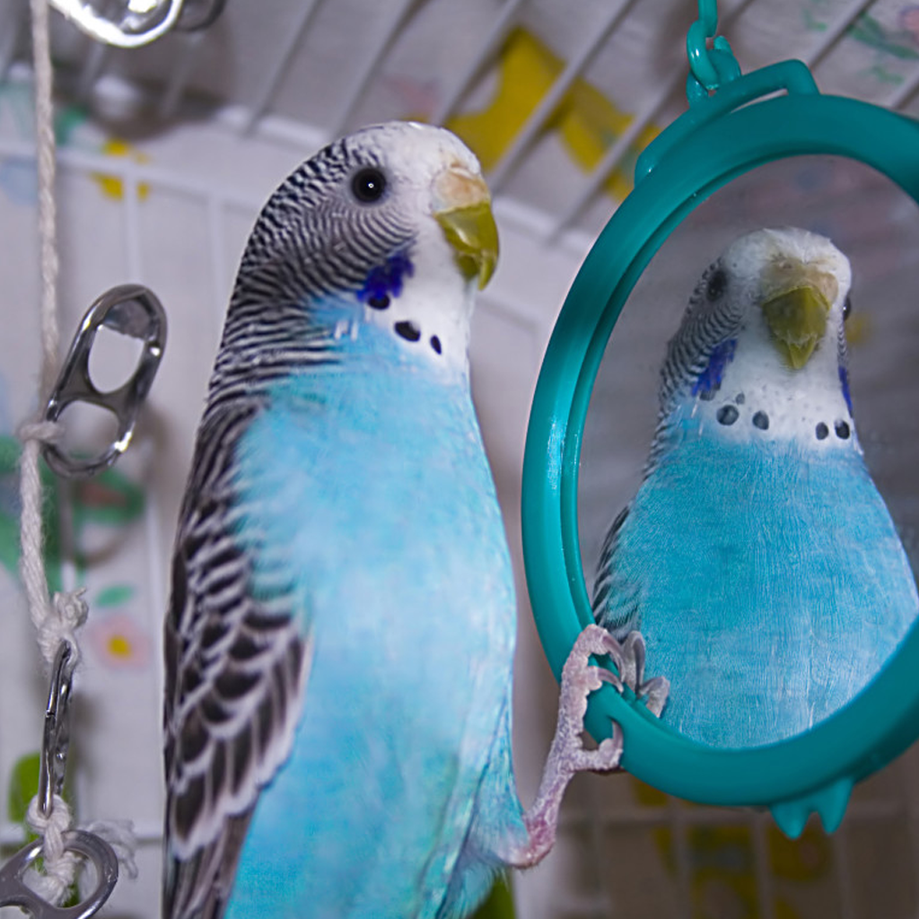 Best Budgie Cage for Your Bird’s Comfort